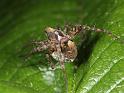 Pardosa_lugubris_D8201_Z_89_Bij afgraving_Nederland